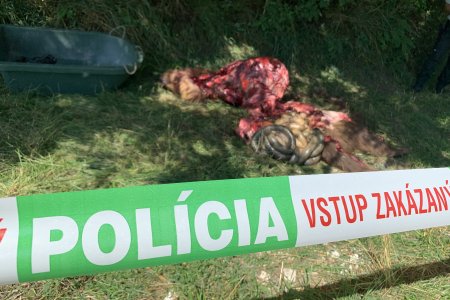 Susko pripravuje novelu Trestneho zakona o pachateloch zlocinov proti prirode