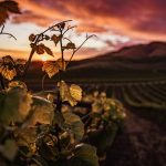 Z olejarskeho vinarskeho a potravinarskeho sna zostali danove dlhy 25 milionov eur