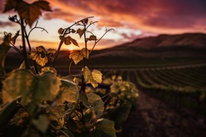 Z olejarskeho vinarskeho a potravinarskeho sna zostali danove dlhy 25 milionov eur