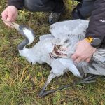 Zastrelenie zeriavy a vyrubany les chavkosa