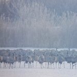 V sennom zimuju tisice zeriavov vdaka nezberanej kukurici samotarske orliaky lovia pre tuhu zimu v krdli na mraz doplatili rybariky