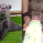 Medvede na Slovensku su najviac strielane v historii no osirele medviedata v bojnickej zoo sa stali hitom internetu