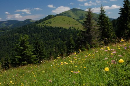 Vysokohorska vegetaacia uz nema kam ustupovat pred oteplovanim meni sa patkrat rychlejsie ako lesy a luky