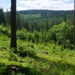 Takac opat planue vapnenie lesov naposledy na tom profitovali ludia spojeni s Fafokanom a Malantou