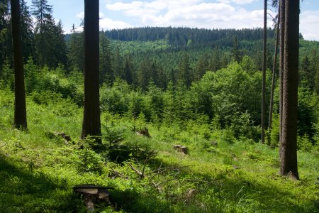 Takac opat planue vapnenie lesov naposledy na tom profitovali ludia spojeni s Fafokanom a Malantou