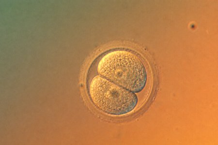 Uprava DNA ludskych embryi je opat o nieco presnejsia oivila to debatu o navrhovani deti