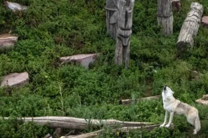 Vojnový Charkiv: zoo, kde vlk zavýja so sirénou a opice volajú do krytov